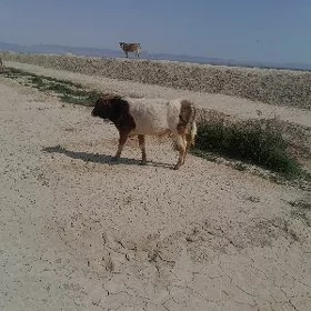 okuzce