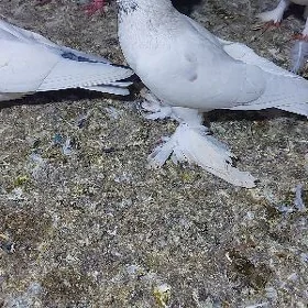 Kepderi