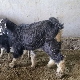 Geçi we Çebiş