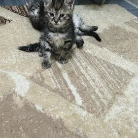котята