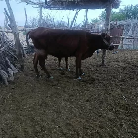 2öküz 1gysyr sygyr