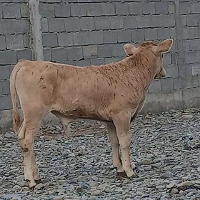SIWES OKUZCE