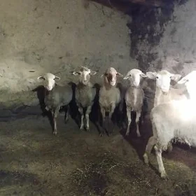 Goyun MERINOS