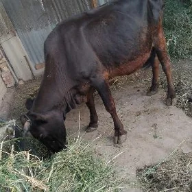 Bogaz inek