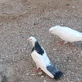 кепдери