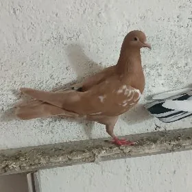 кепдери