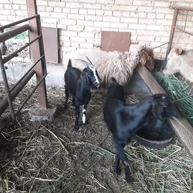 koyun geci