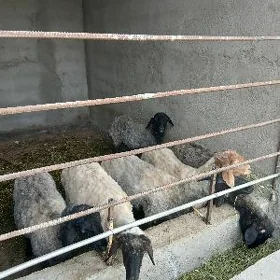 Işşek goýun