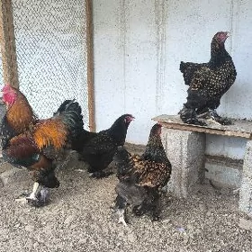 brama