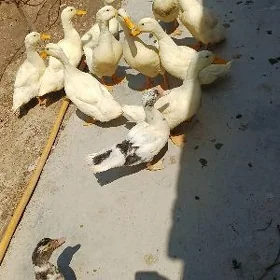 утка