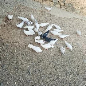 kepderi