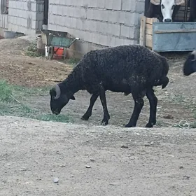 goçlar semiz.