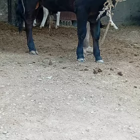 siwes öküz