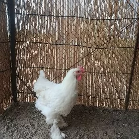Brama towuk