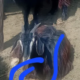 geci