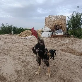 Paroda horaz