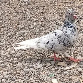 kepderi