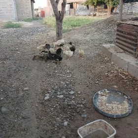 ördek