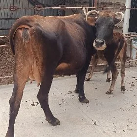 Göleli sygyr