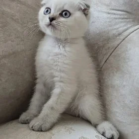 Кошка шотландский  парода