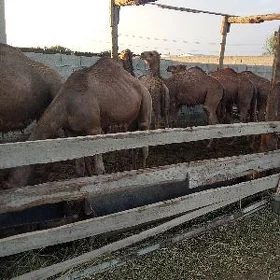 ogşuk