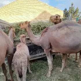 Düýe köşkli