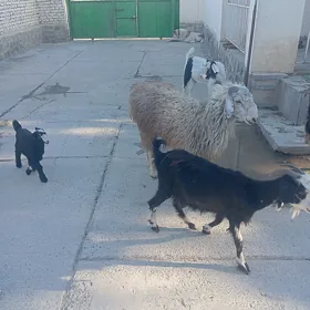OWLAKLY GEÇI