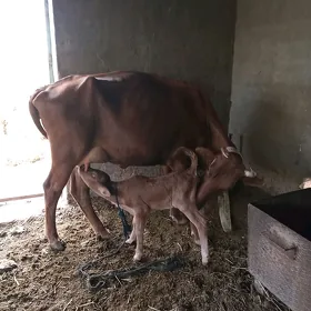 Göleli sygyr  dargyl
