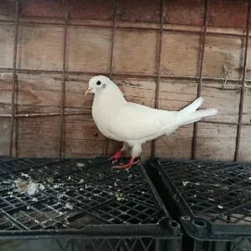 кепдер