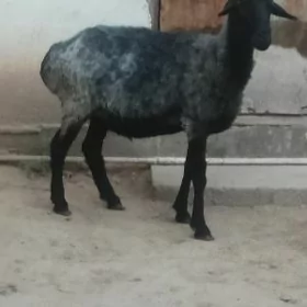 gysyr goyun