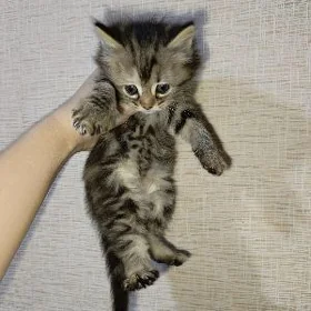 котята 2 месяца