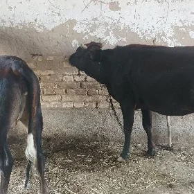 gulajyn