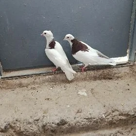 kepderi.