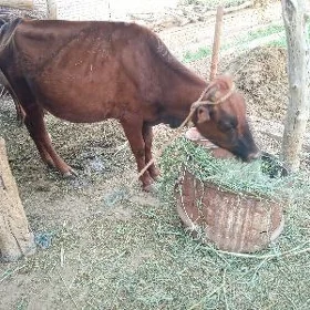 Saglyk Sygyr