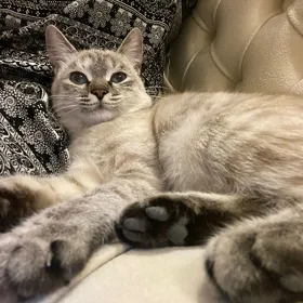 тайская сиамская кошка