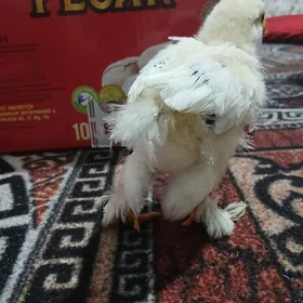 brama
