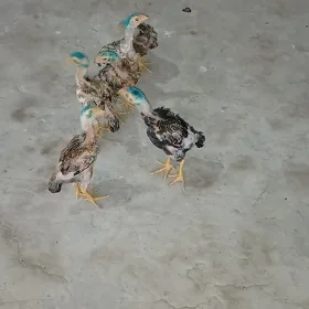 jujeler