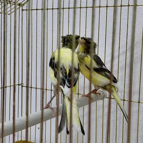bilbil