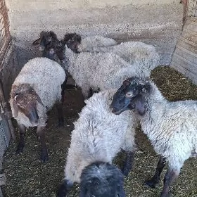 Turkmen goyunlar