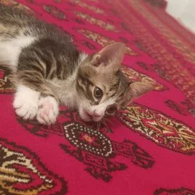 pishik котенок
