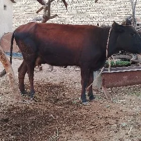 Goleli