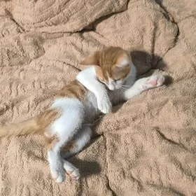 Отдадим Котенка в добрые руки