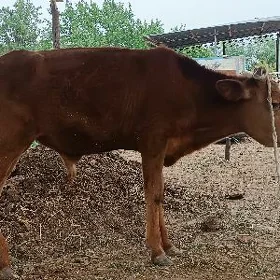 okuzce