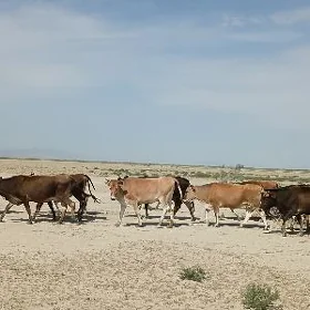 50 sany sygyr