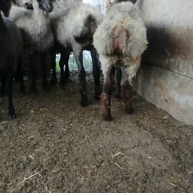 mal goyun işek