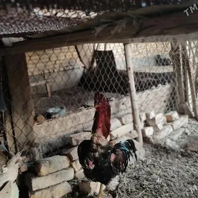 Baýsow Horaz