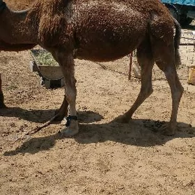 köşekli düýe