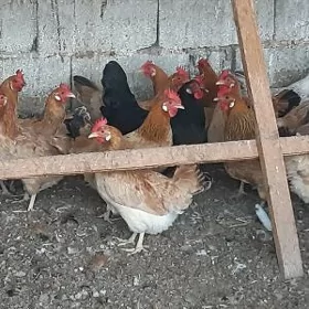 Towuk 1 ýyl bolan