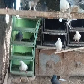 Kepderi