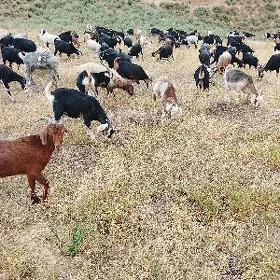 doğ erkec